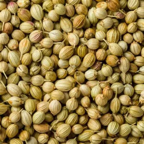 Grade Green Medium Natural Coriander Seed Form Seeds 1 Kg At Rs 350