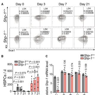 SHP 1 Src Homology Region 2 Domain Containing Phosphatase 1 Deficient