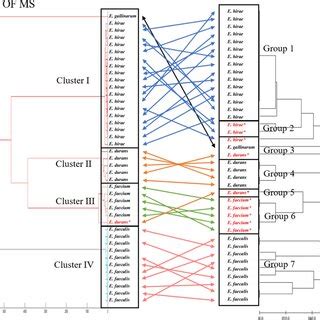 Comparison Of Phylogenetic Trees Obtained From MALDI TOF MS Spectra