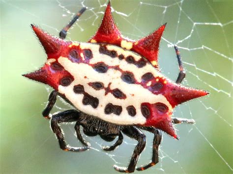 Filegasteracantha Cancriformis Female Wikimedia Commons