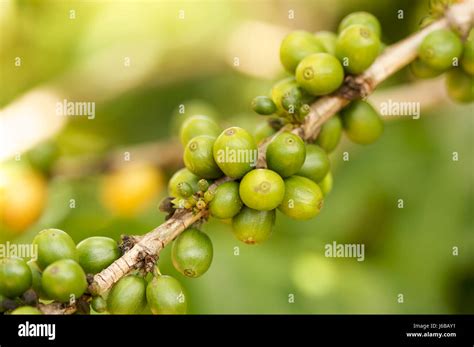 Kona Coffee Tree Hi Res Stock Photography And Images Alamy