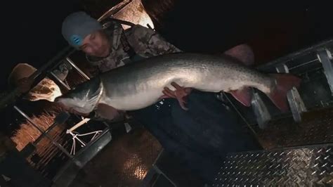 The World Record Musky Biggest Muskies Ever Caught Wired2fish