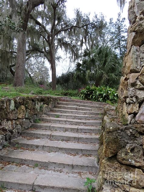 4228 Ravine Gardens State Park Palatka Florida Photograph By Deborah