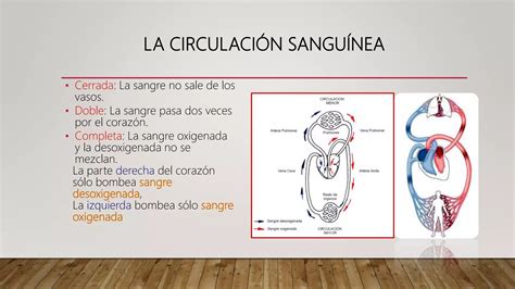 Sistema Cardiovascular Anatomia Topografica Ppt