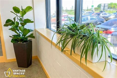 Office Plants Help Bring A Workplace To Life Living Office Plants With