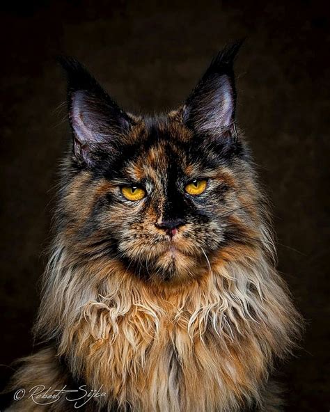 Pin On Cat Breeds