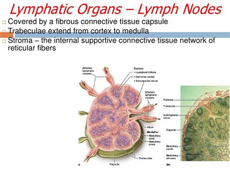 Pattern Of Inflammatory Diseases In Lymph Node Biopsy