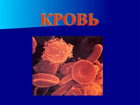 Кровь. Состав крови презентация, доклад