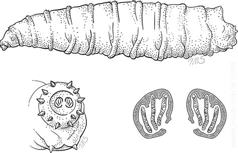 Inna Marie Strazhnik Scientific Illustration And Design