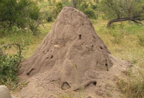 African Termites | The Animal Facts | Appearance, Diet, Habitat