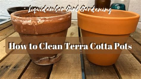 How Do You Remove Green Algae From Terracotta Pots New