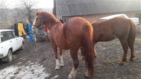 Коні🐴 на вигулі Рання прогулянка🐎Коні ваговози. Тернопільщини Коні в ...