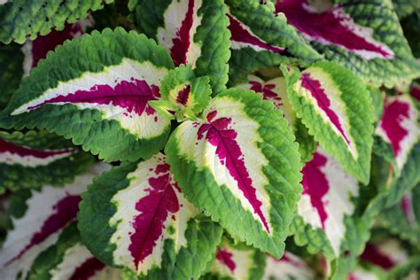 Indoor Outdoor House Plants