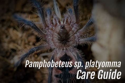 Pamphobeteus Sp Platyomma Arachnifiles