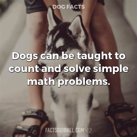 Dogs can be taught to count and solve simple math problems - Fact Squirrel