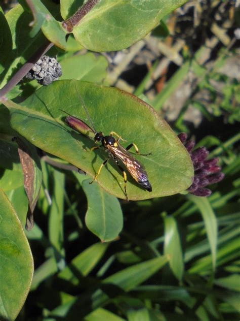 Ichneumoninae Ubest Observation Nb 4581676 Naturbasen