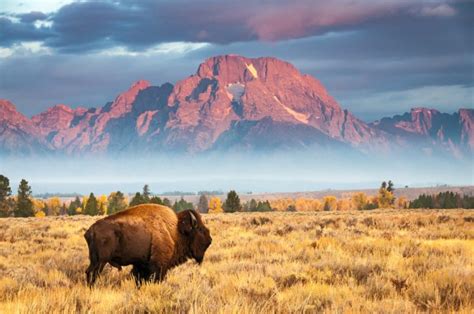 American Bison Facts | Buffalo