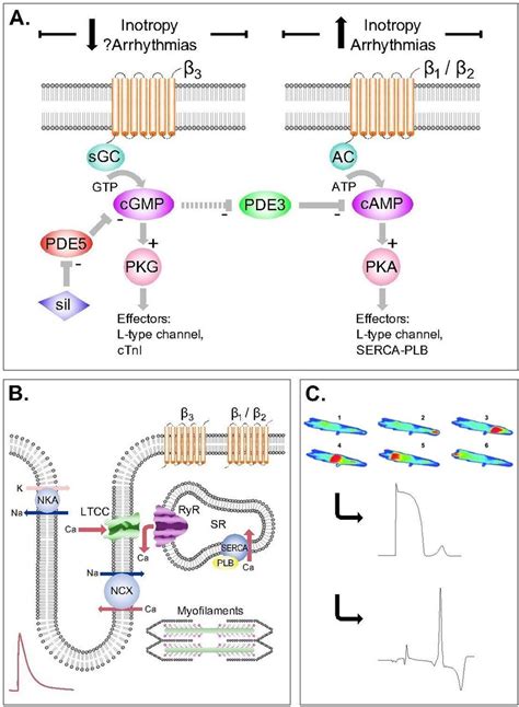 Phosphodiesterase 5 Inhibitors And The Heart Compound Cardioprotection