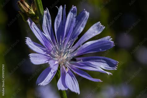 Blue Chicory Flowers Close Up Violet Cichorium Intybus Blossoms