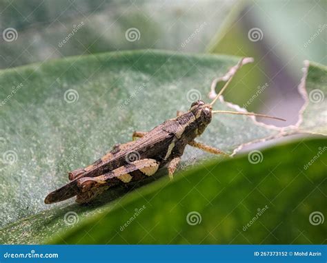 Grasshoppers Are A Group Of Insects Stock Photo Image Of Brown