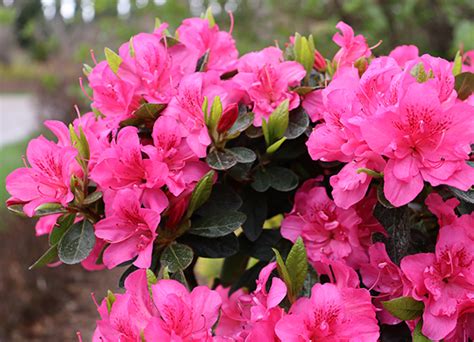 Spring Flowering Shrubs Proven Winners