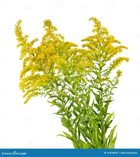 Goldenrod Plant Stock Image Image Of Green Plant Pollen 16478695