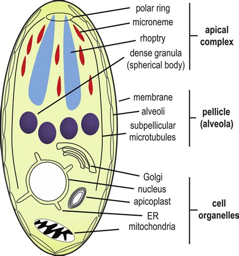 2 Morphology Of A Babesia Merozoite Organelles Shared With Other