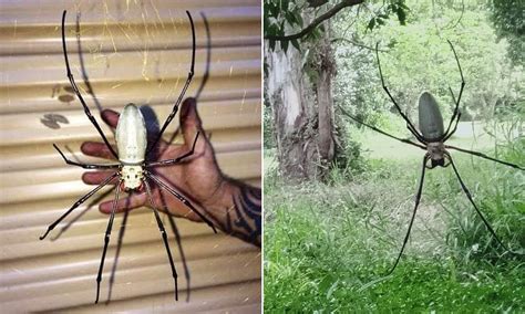 The Giant Golden Orbweaver A Large Spider Found In Chinas Rainforests