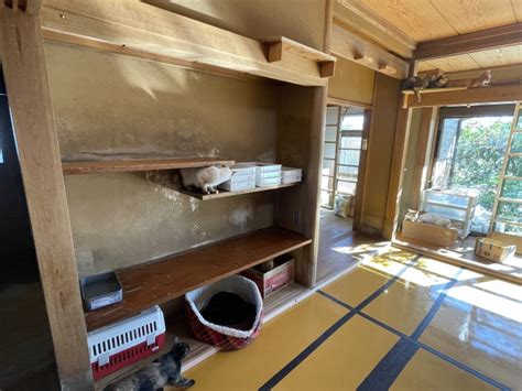 高崎で猫170匹の多頭飼育崩壊、猫の遺体も 「どれだけの命が失われたのか」 犬・猫との幸せな暮らしのためのペット情報サイト「sippo」