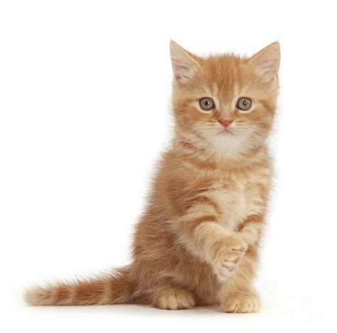 Ginger Kitten Pawshake Photograph By Warren Photographic Fine Art America