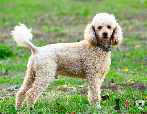caniche - Razasdeperros.com