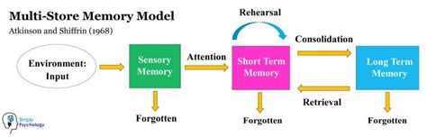 Human Memory How Memory Works