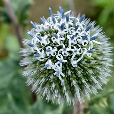 Great Globe Thistle Echinops Arctic Glow 140mm The Jungle Collective