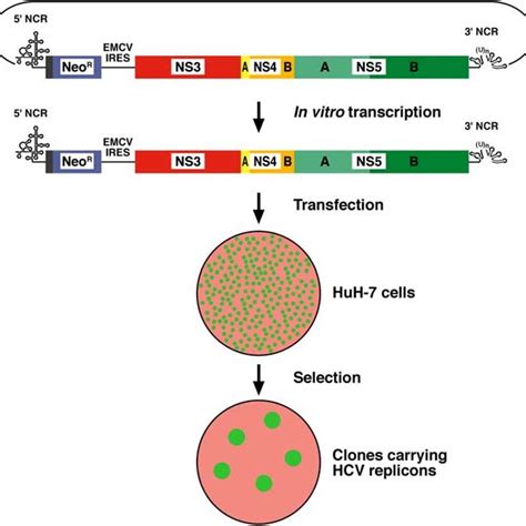 Schematic Overview Of A Selectable Subgenomic Replicon The Subgenomic