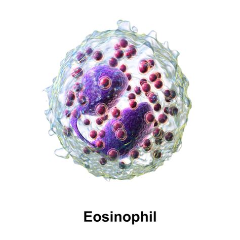 Eosinophils Under The Microscope - Observation and Discussion