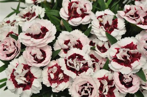 Dianthus Constant Beauty Crush Wine Pinks Garden Center Marketing