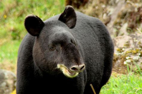 Tapir de altura El misterioso tapir andino de montaña