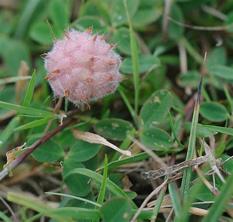 Strawberry Clover Trifolium Fragiferum Corfe Common Cor Flickr