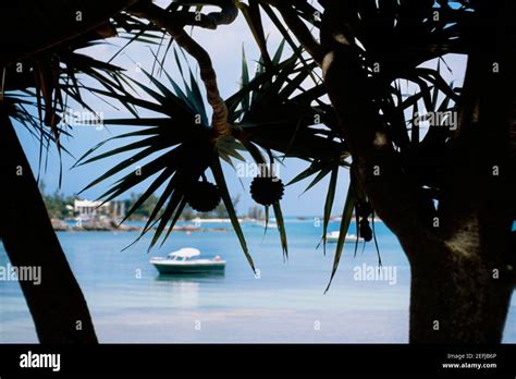 Mangrove bay bermuda hi-res stock photography and images - Alamy