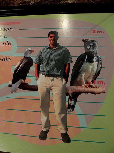 Harpy Eagle Size Comparison