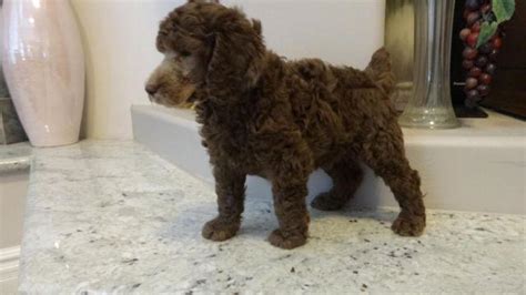 AKC Standard Poodle Puppys Champion Bloodlines Male Female For Sale