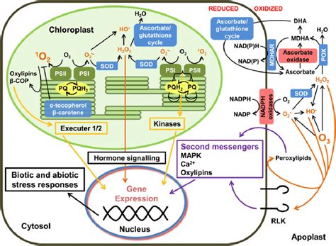 Schematic Representation Of The Intracellular And Extracellular Redox