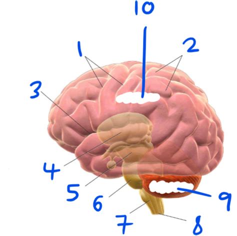 Cns Gross Anatomy Flashcards Quizlet