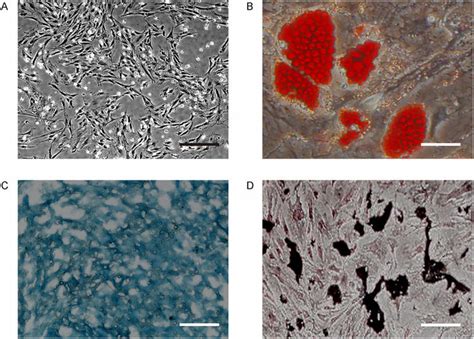 Preparation Of Mouse Mscs A Mouse Bone Marrow Derived Mscs In Download Scientific Diagram