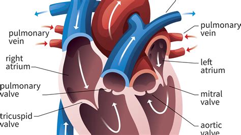 Diagram Showing Points Of Auscultation Of The Heart Valves H