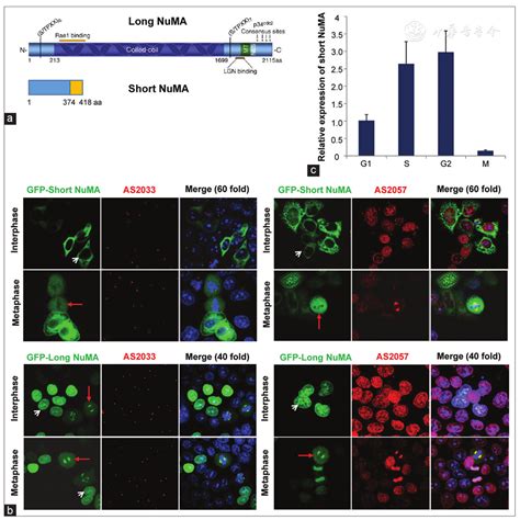 The Short Isoform Of Nuclear Mitotic Apparatus Protein 1 Functions As A