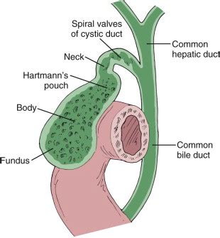 Gallbladder And Biliary Tract Normal Anatomy And Examination