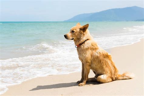 Crème solaire pour chien bien la choisir et l utiliser