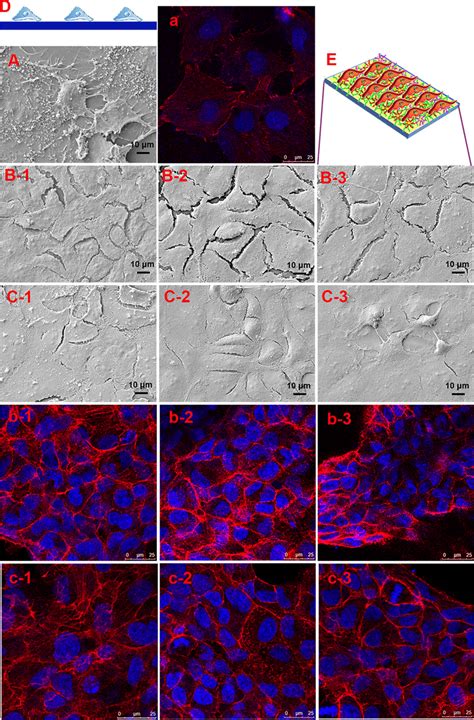 Morphologies Of The Huvecs Observed By Sem At A Magnification Of ×1000