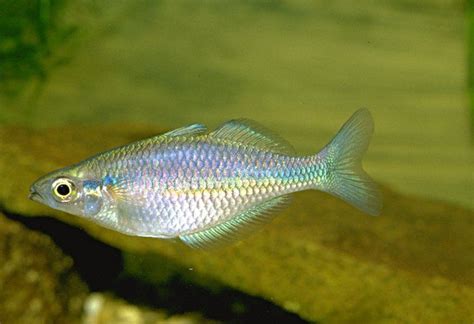 Melanotaenia Lacustris Acquariofilia Consapevole